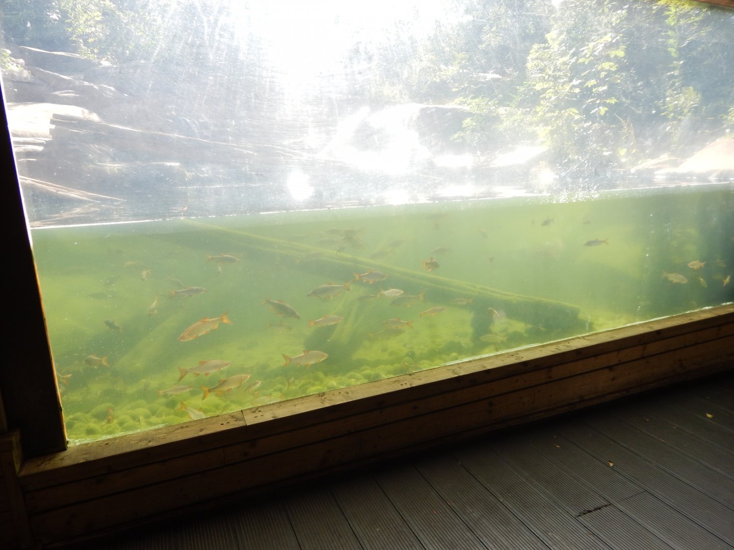 Bears of the Rising Sun - Malayan sun bear enclosure 110925