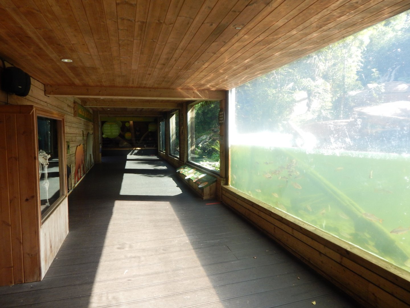 Bears of the Rising Sun - Malayan sun bear enclosure 110925