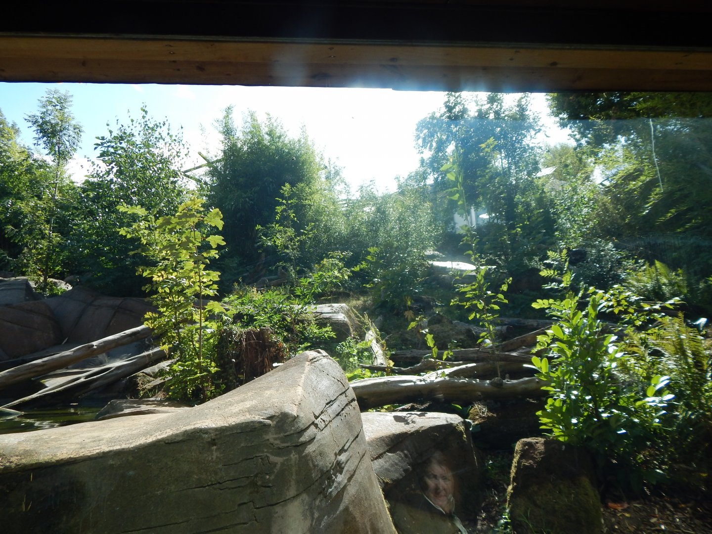 Bears of the Rising Sun - Malayan sun bear enclosure 110925