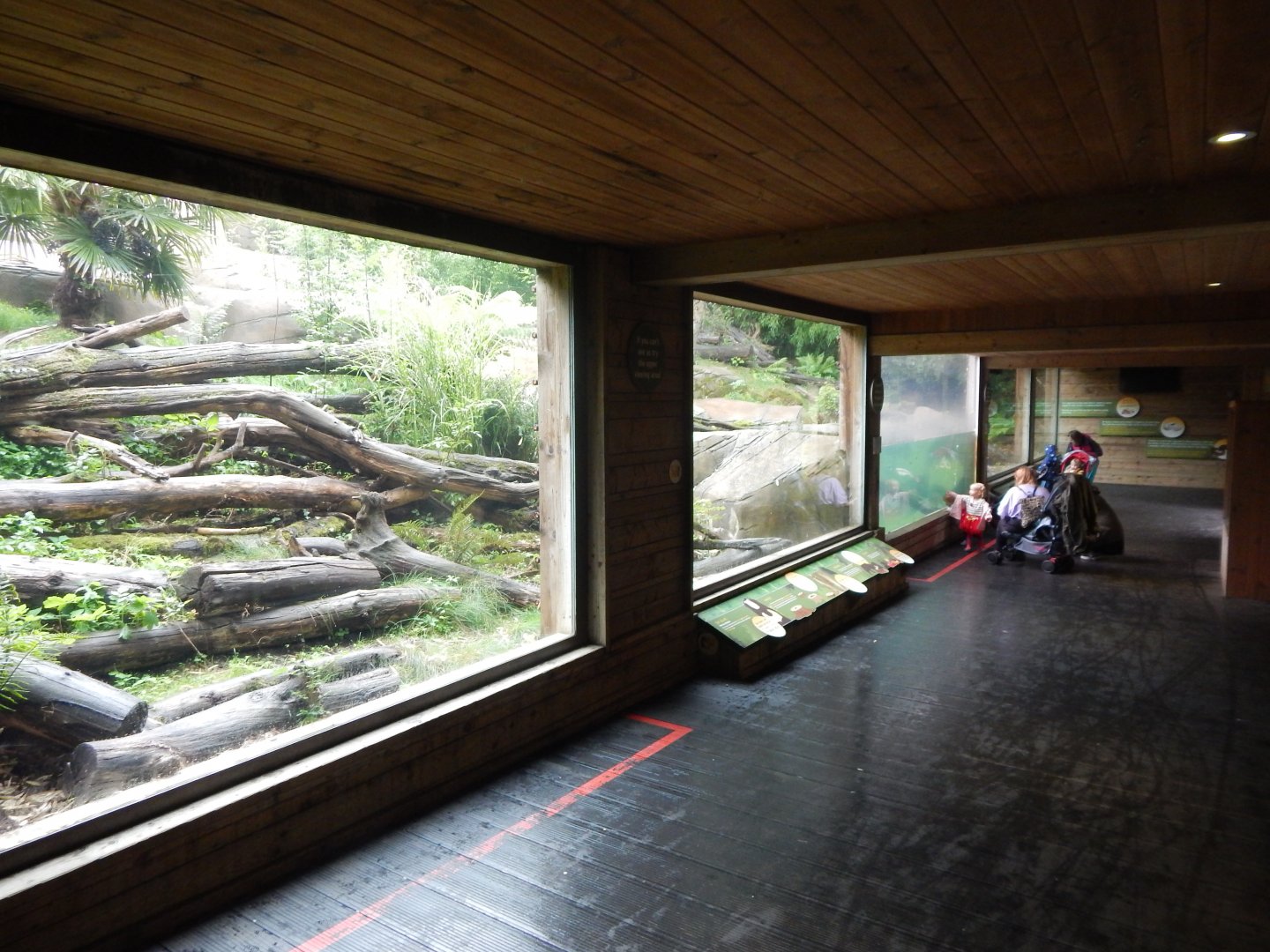 Bears of the Rising Sun - Sun bear exhibit 140921
