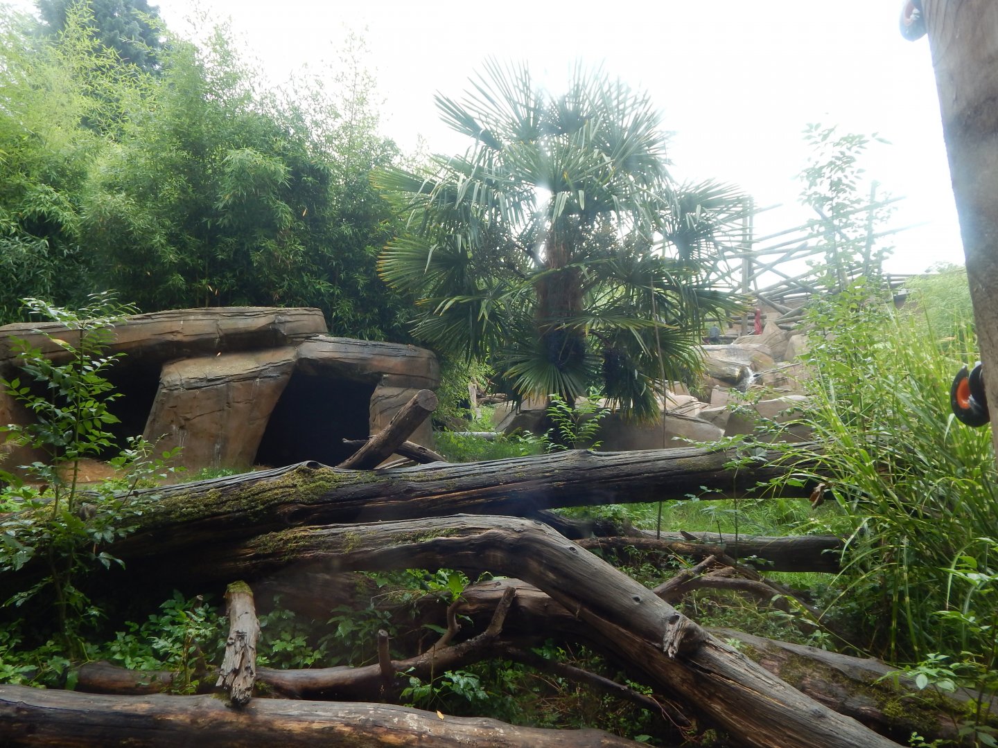 Bears of the Rising Sun - Sun bear exhibit 140921