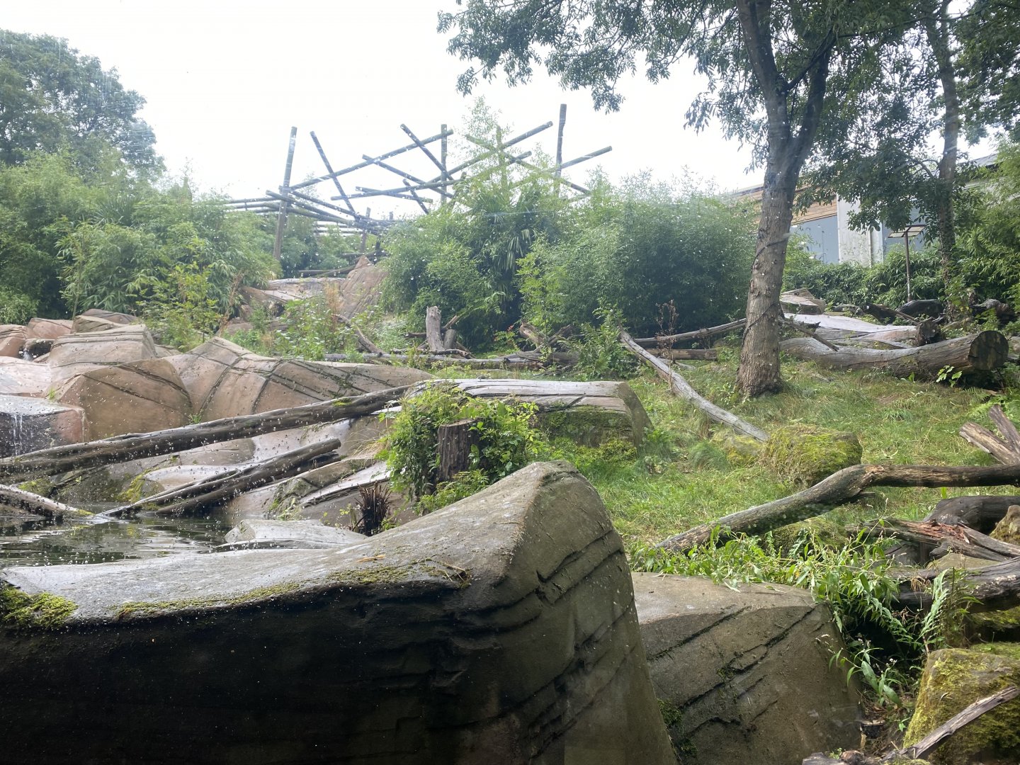 Bears of the Rising Sun - Sun bear exhibit 140921