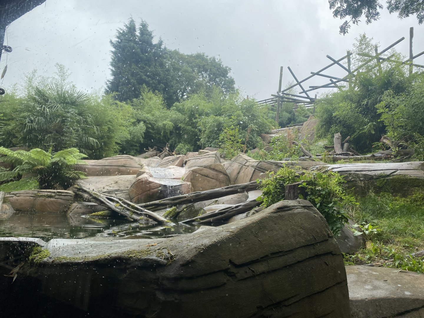 Bears of the Rising Sun - Sun bear exhibit 140921