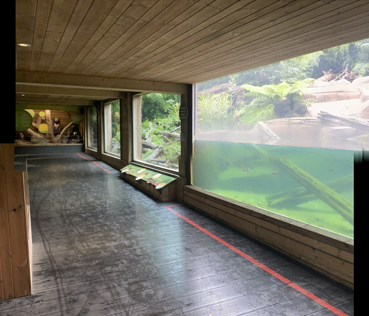 Bears of the Rising Sun - Sun bear exhibit 140921