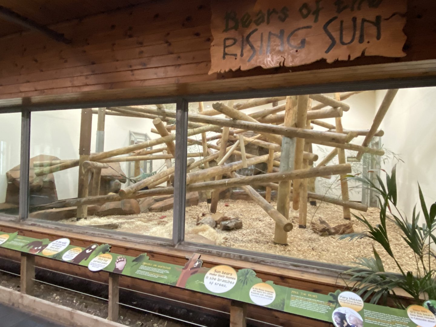 Bears of the Rising Sun - Sun bear indoors 140921