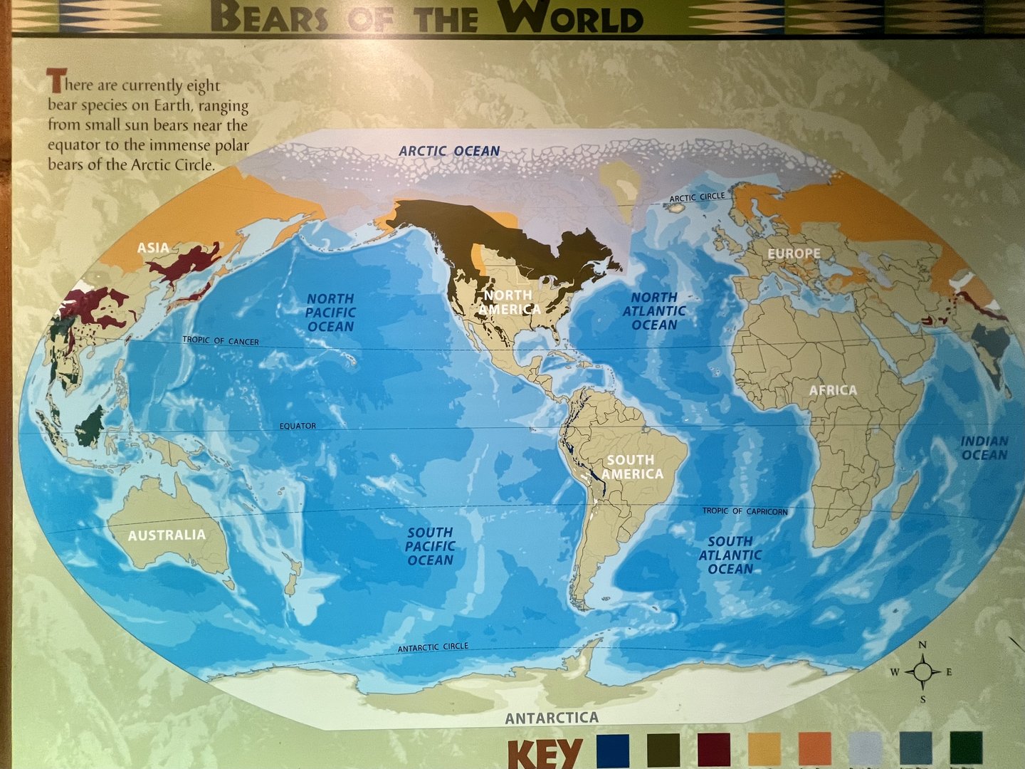 Bears of the World