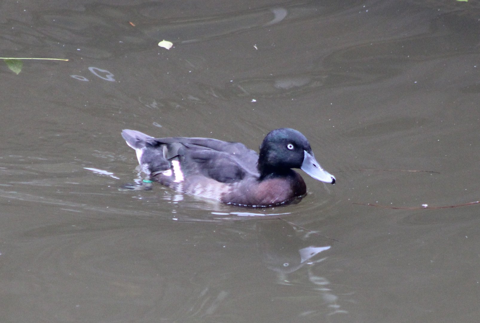 Bear's pochard