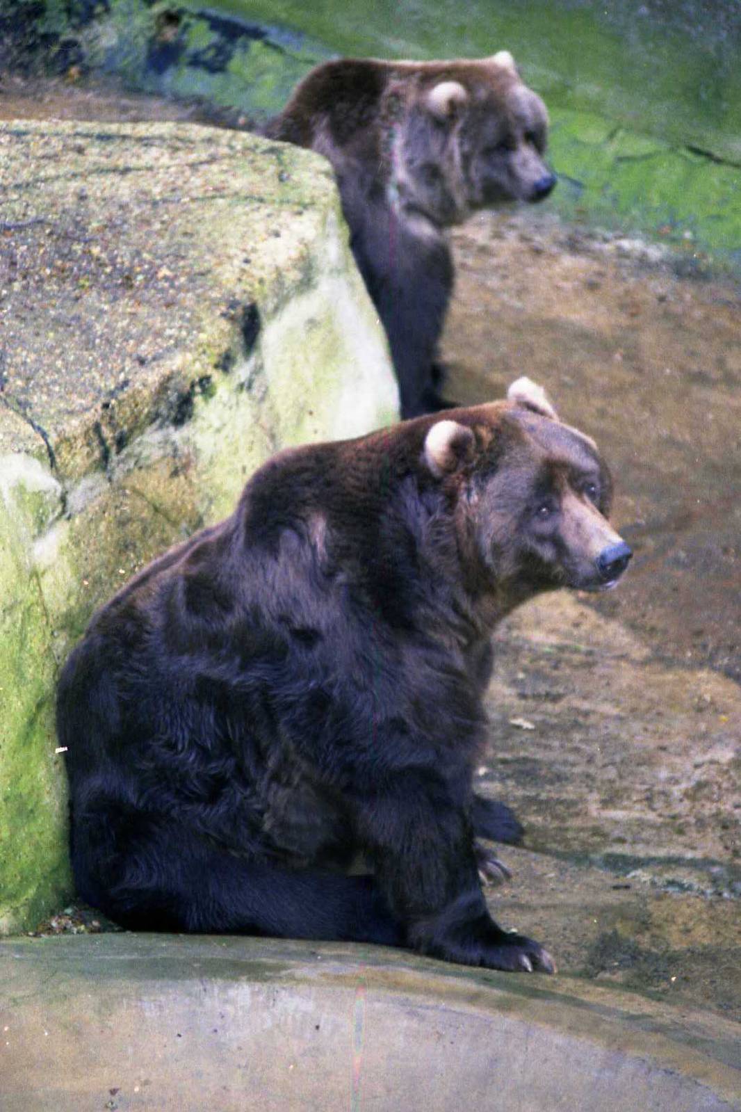 Bears