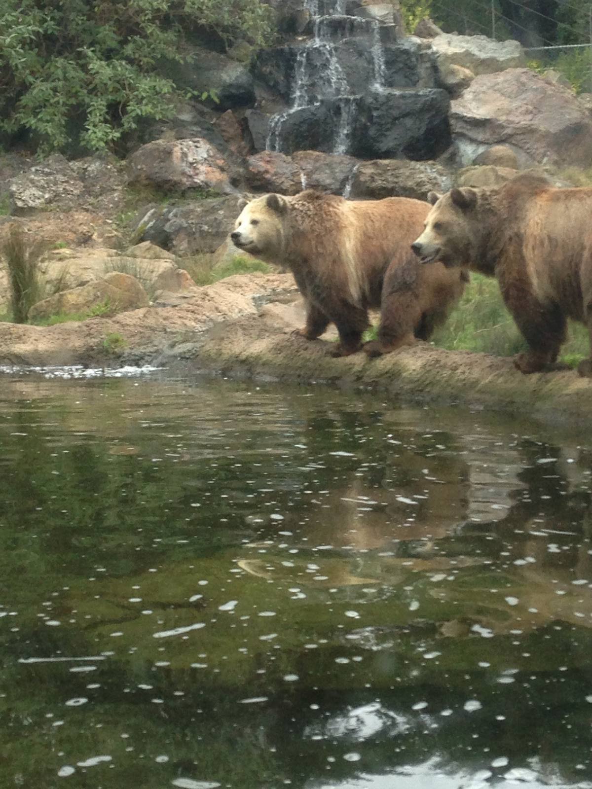 Bears