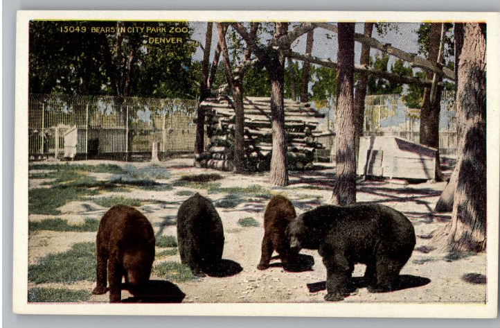 Bears
