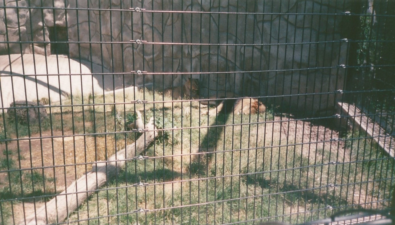 Beastking04 Hogle Zoo 1999 - Feline Building - African Lions