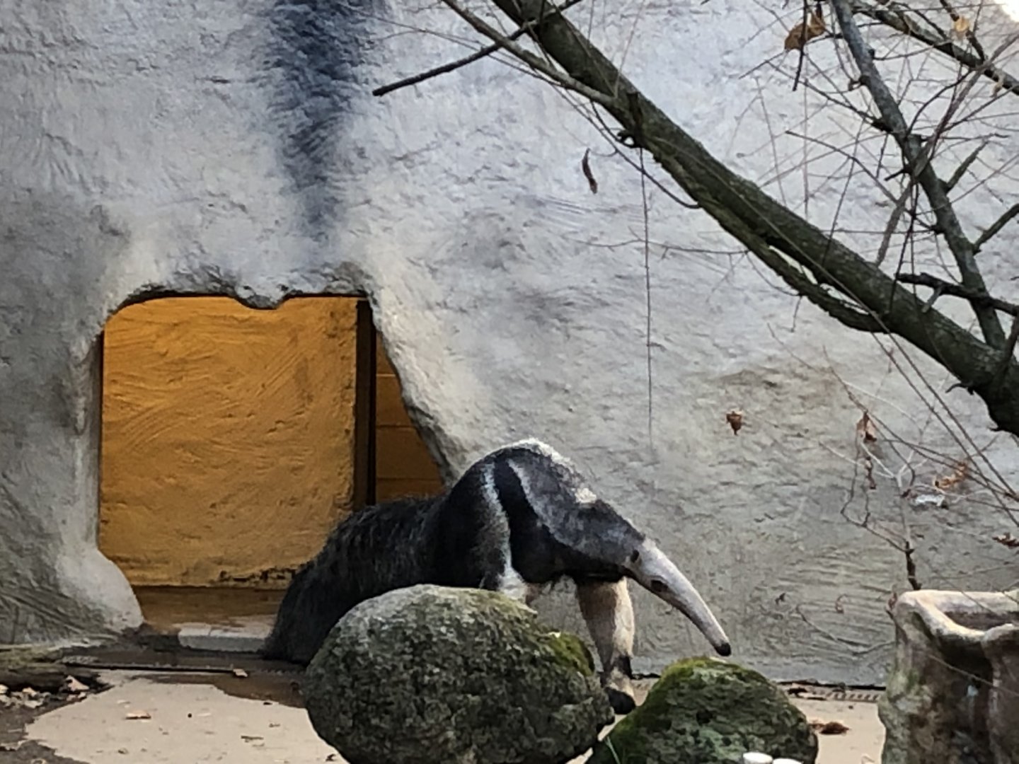 Beata, Giant anteater