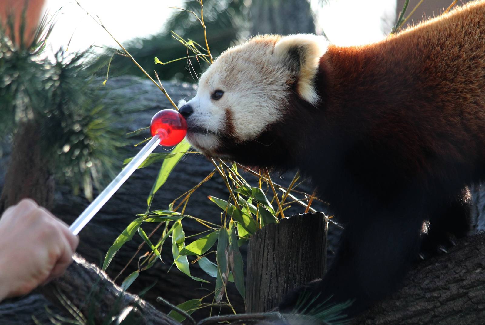 Beatrix target training - 1/24/16