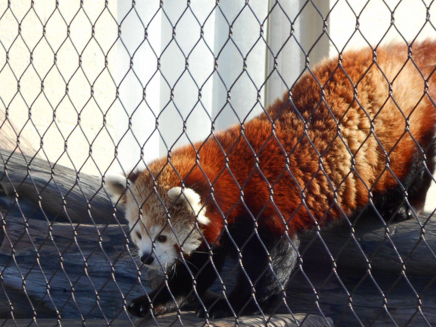 Beatrix the Red Panda