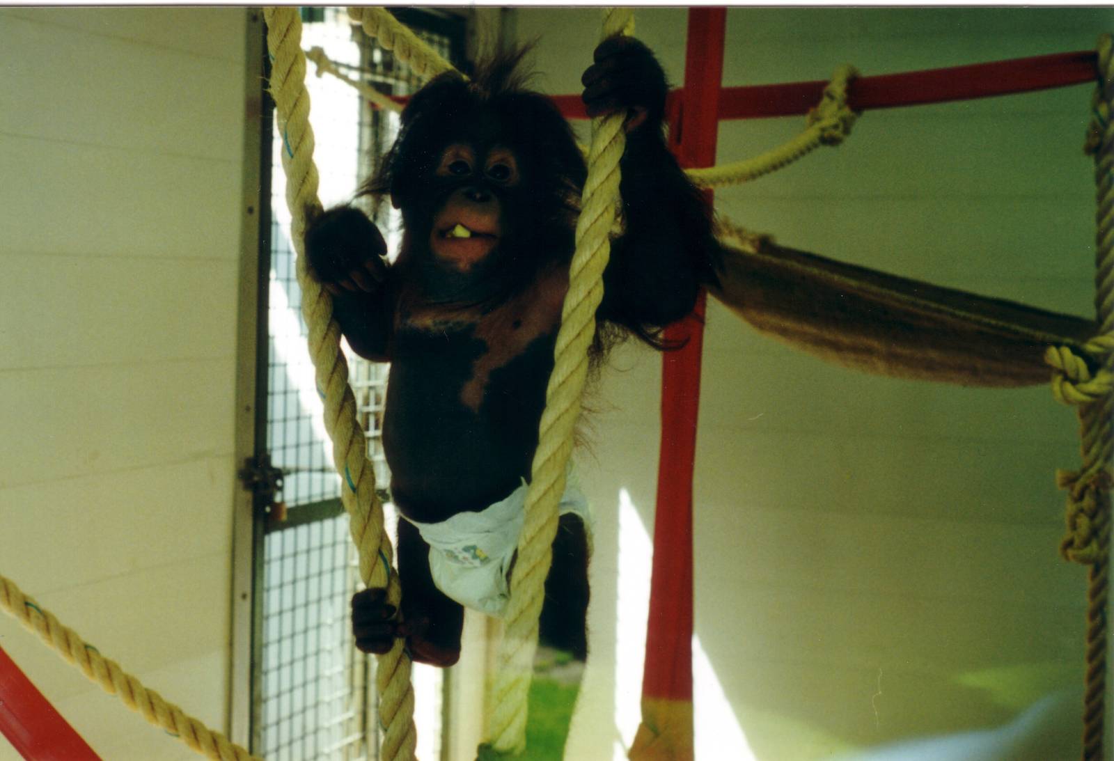 Beau, Bornean Orangutan, 18 July 2000
