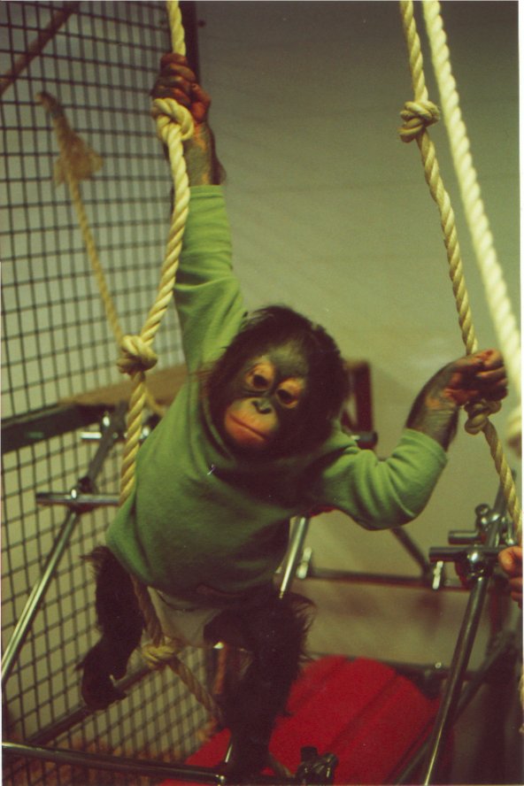 Beau, Twycross. c.2000