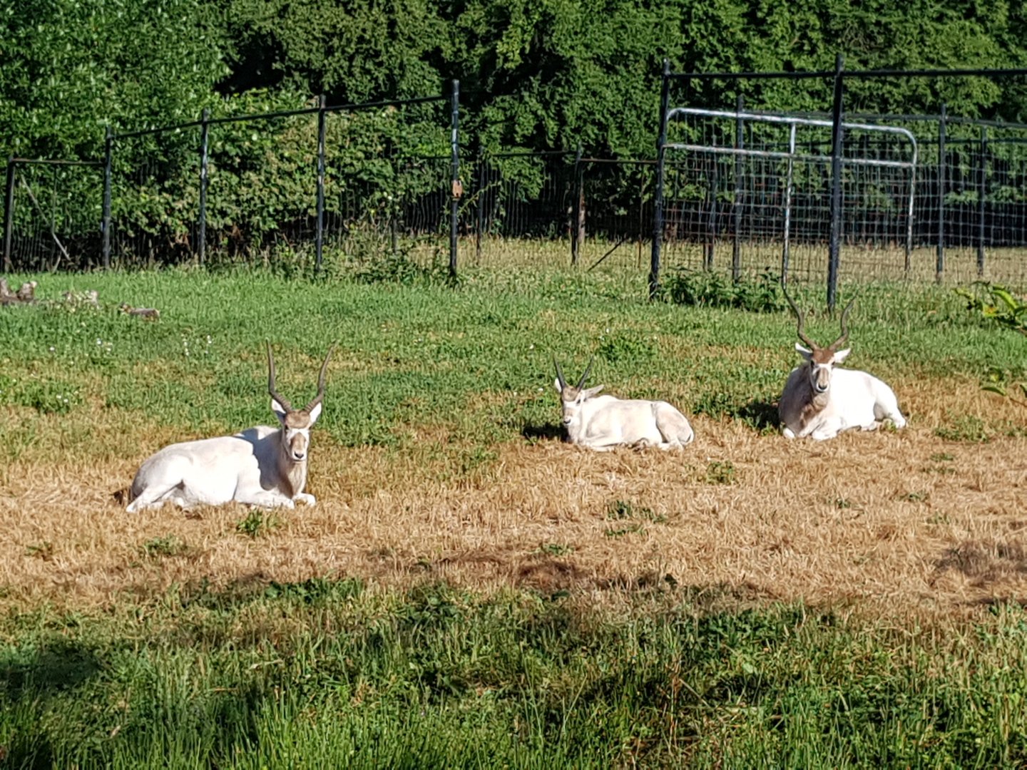 Beaucara, Alban, Piper - Addaxes