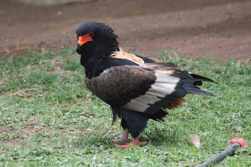 Beautiful Bateleur