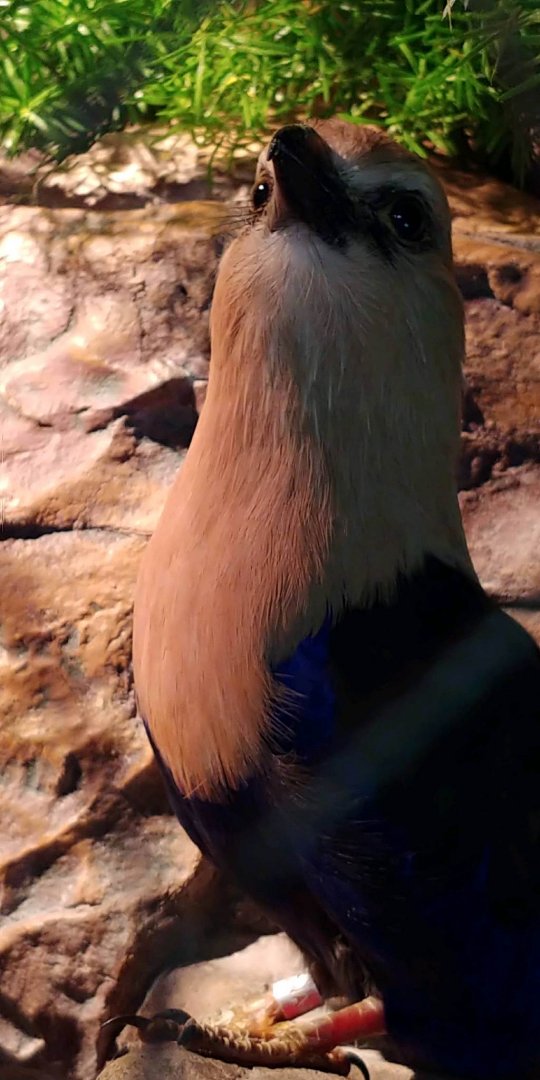 Beautiful Blue-bellied Roller (Coracias cyanogaster)