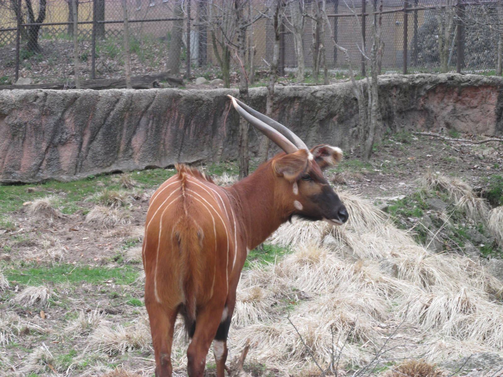 Beautiful Bongo
