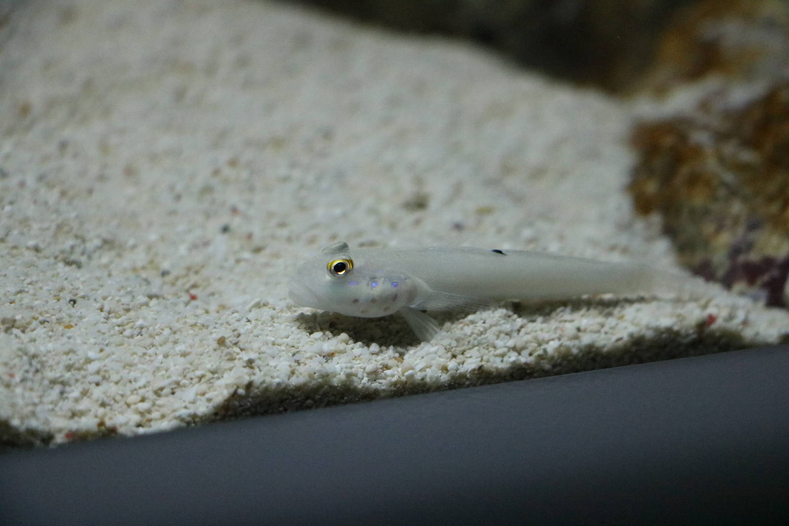 Beautiful-cheek prawn goby? - EPSON Aqua Park, February 2016