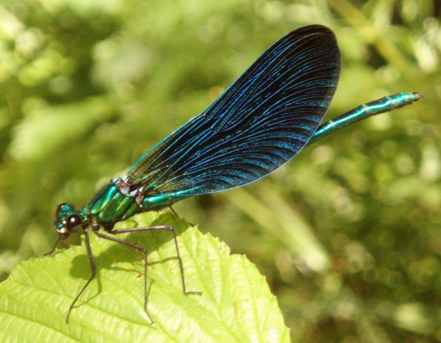 Beautiful Demoiselle (Calopteryx virgo)