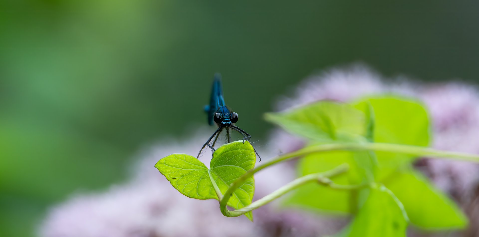 Beautiful demoiselle, wild, RSPB Strumpshaw fen, UK
