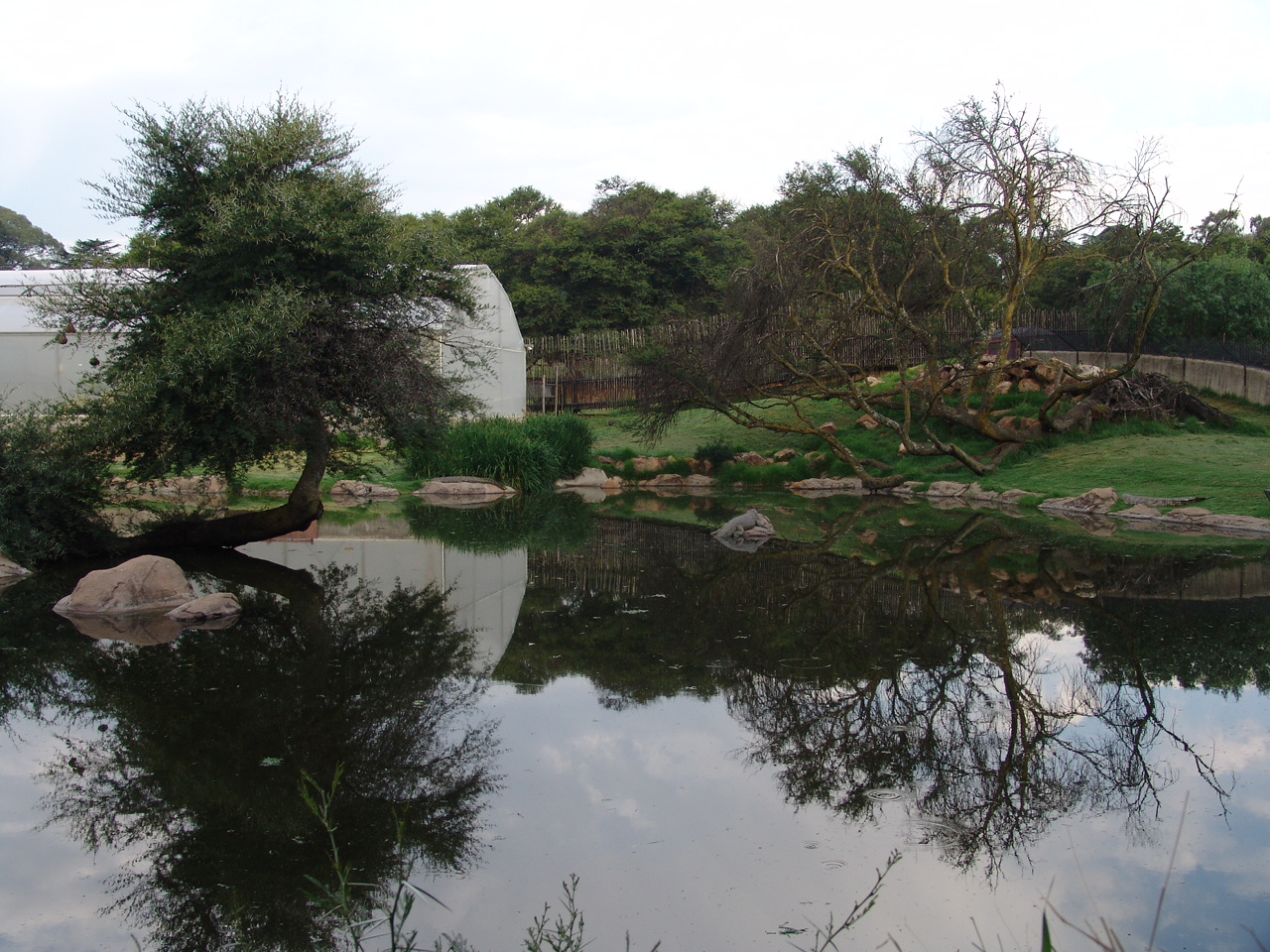 Beautiful enclosure of the Nile Crocodile (Crocodylus niloticus)