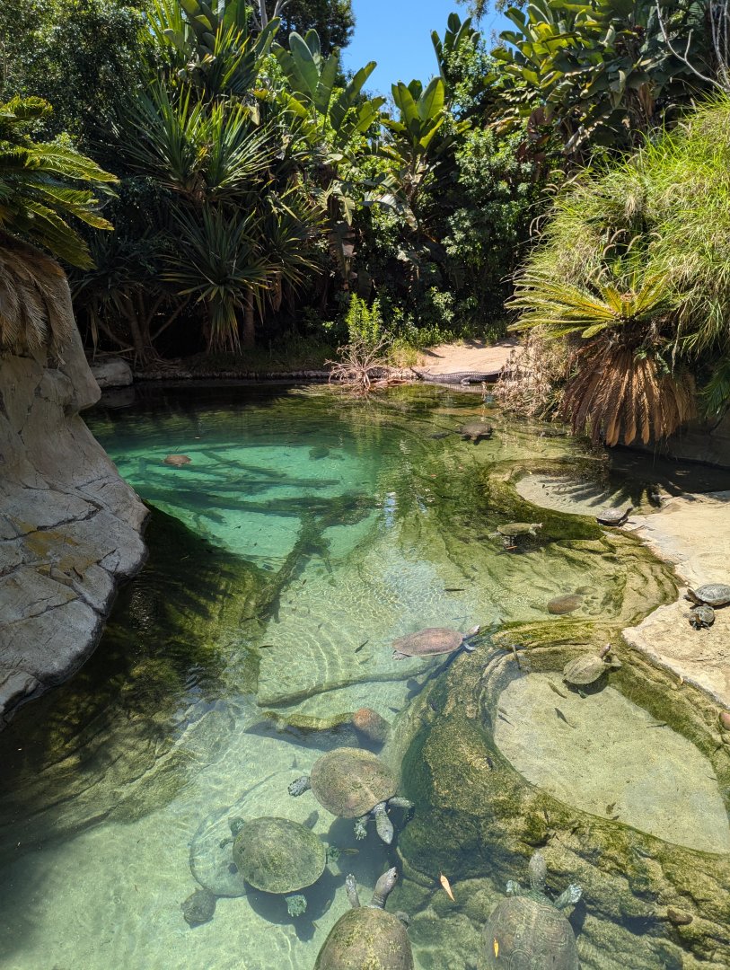 Beautiful Exhibit for Gharials and Turtles in Reptile Walk
