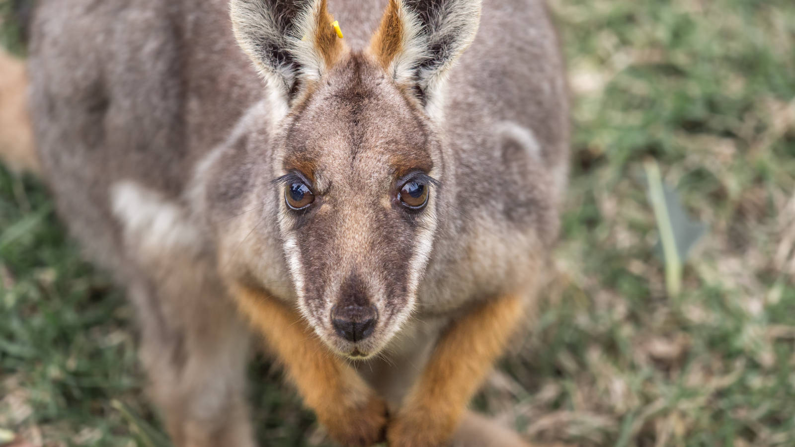 Beautiful eyes and eyelashes, a Yellow Footed Rock Wallaby
