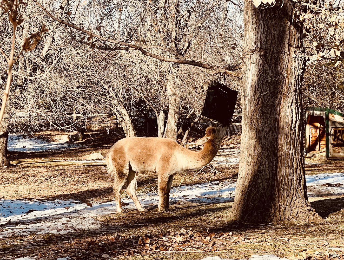 Beautiful fawn-colored Alpaca