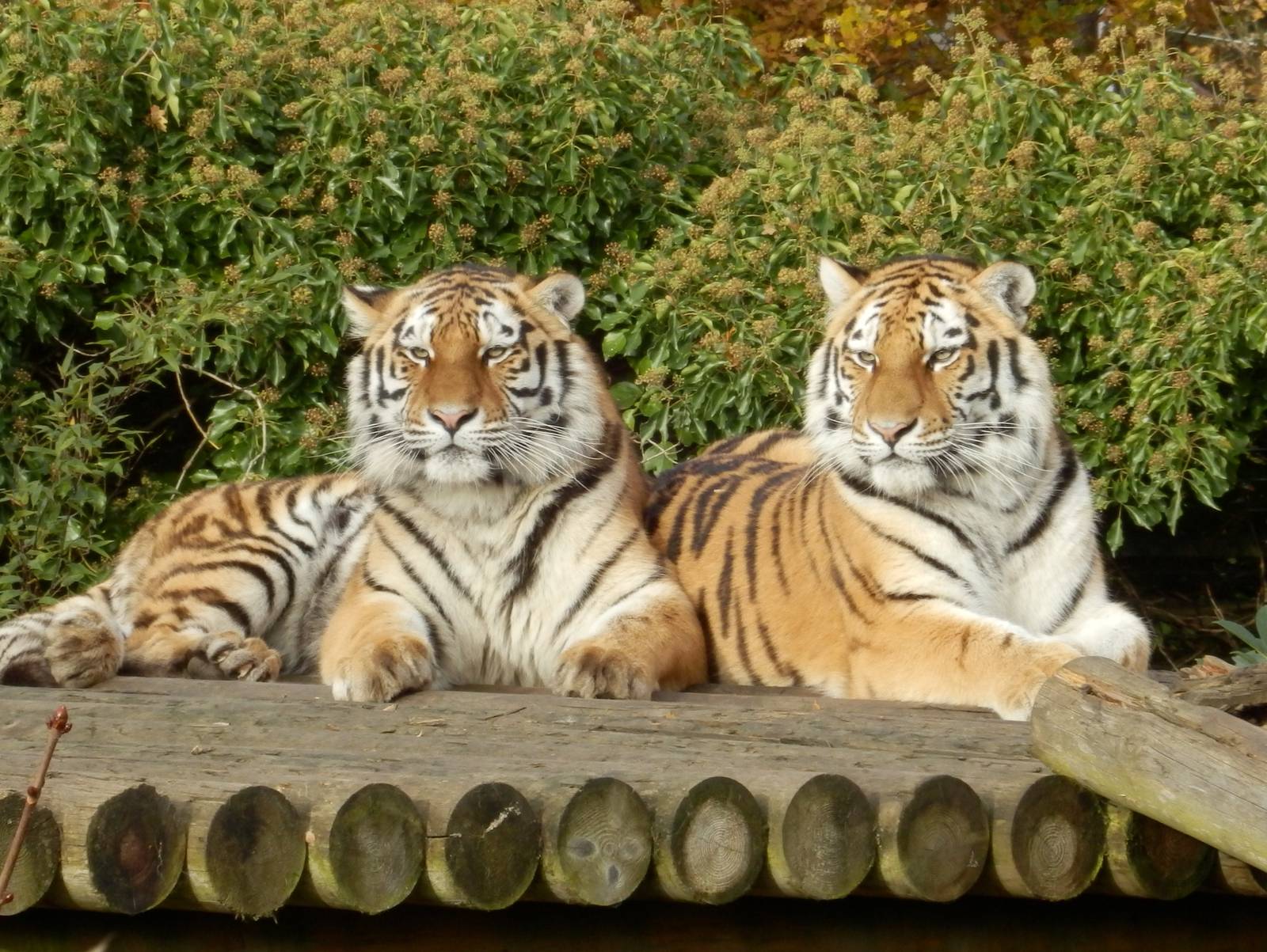 beautiful female amur tigers siberia & aleena