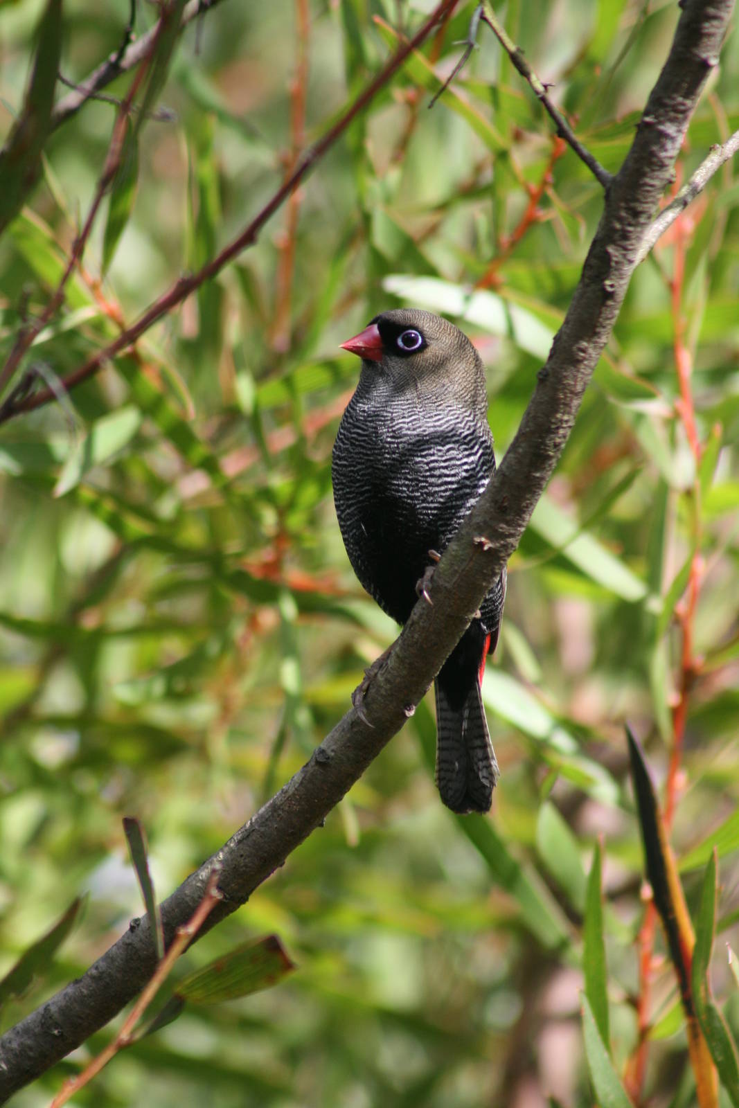 Beautiful Firetail