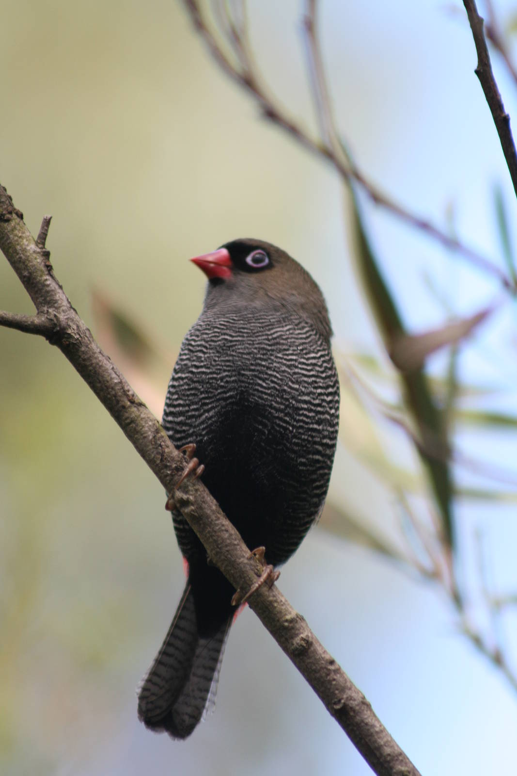 Beautiful Firetail