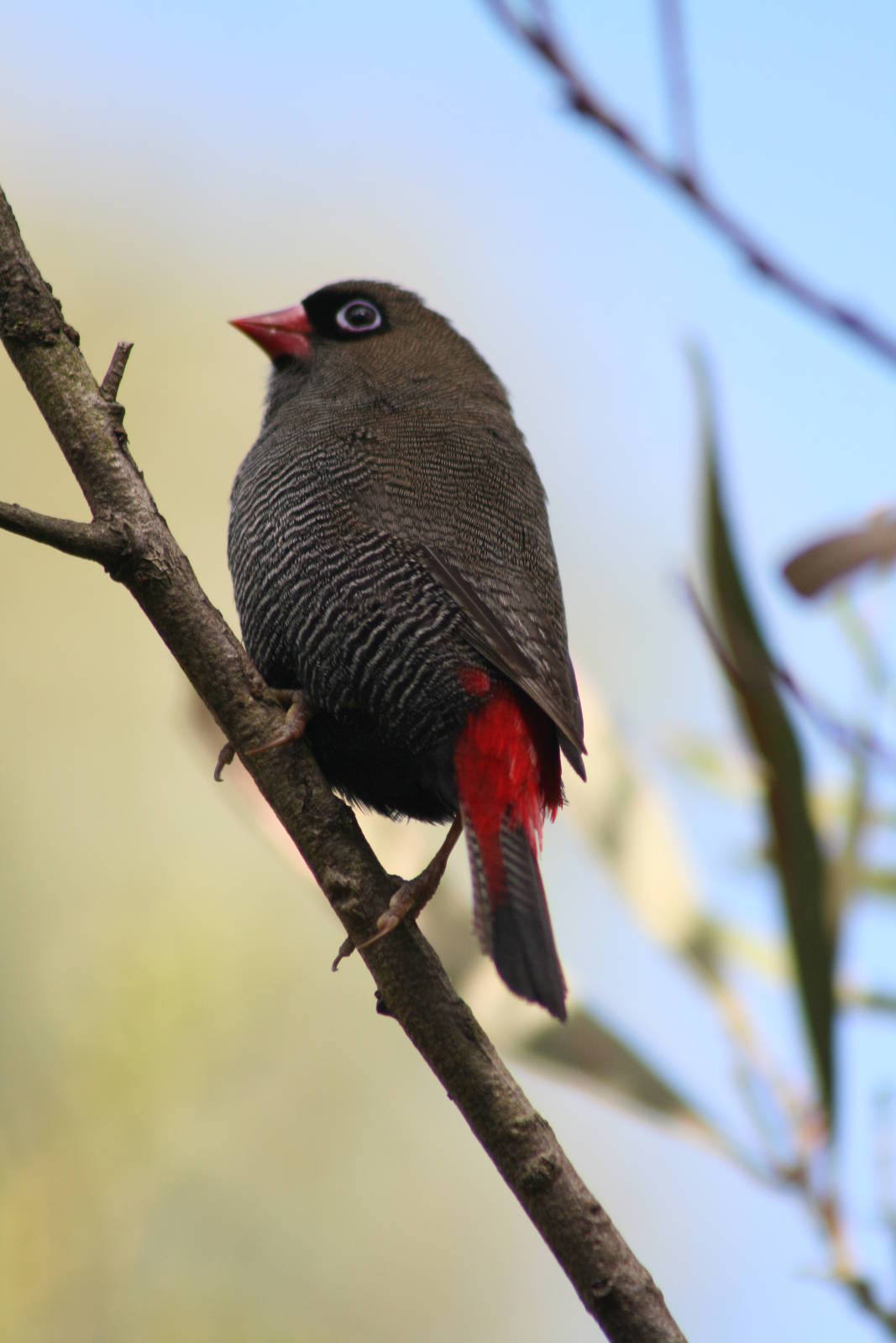 Beautiful Firetail
