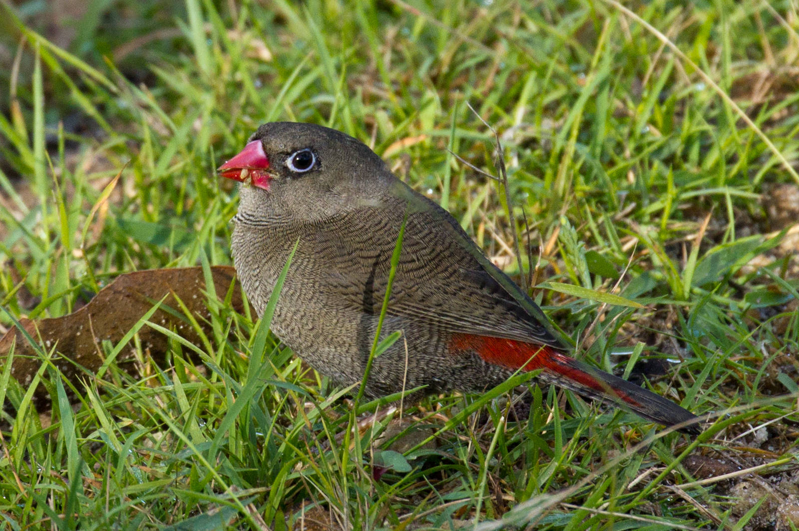 Beautiful Firetail