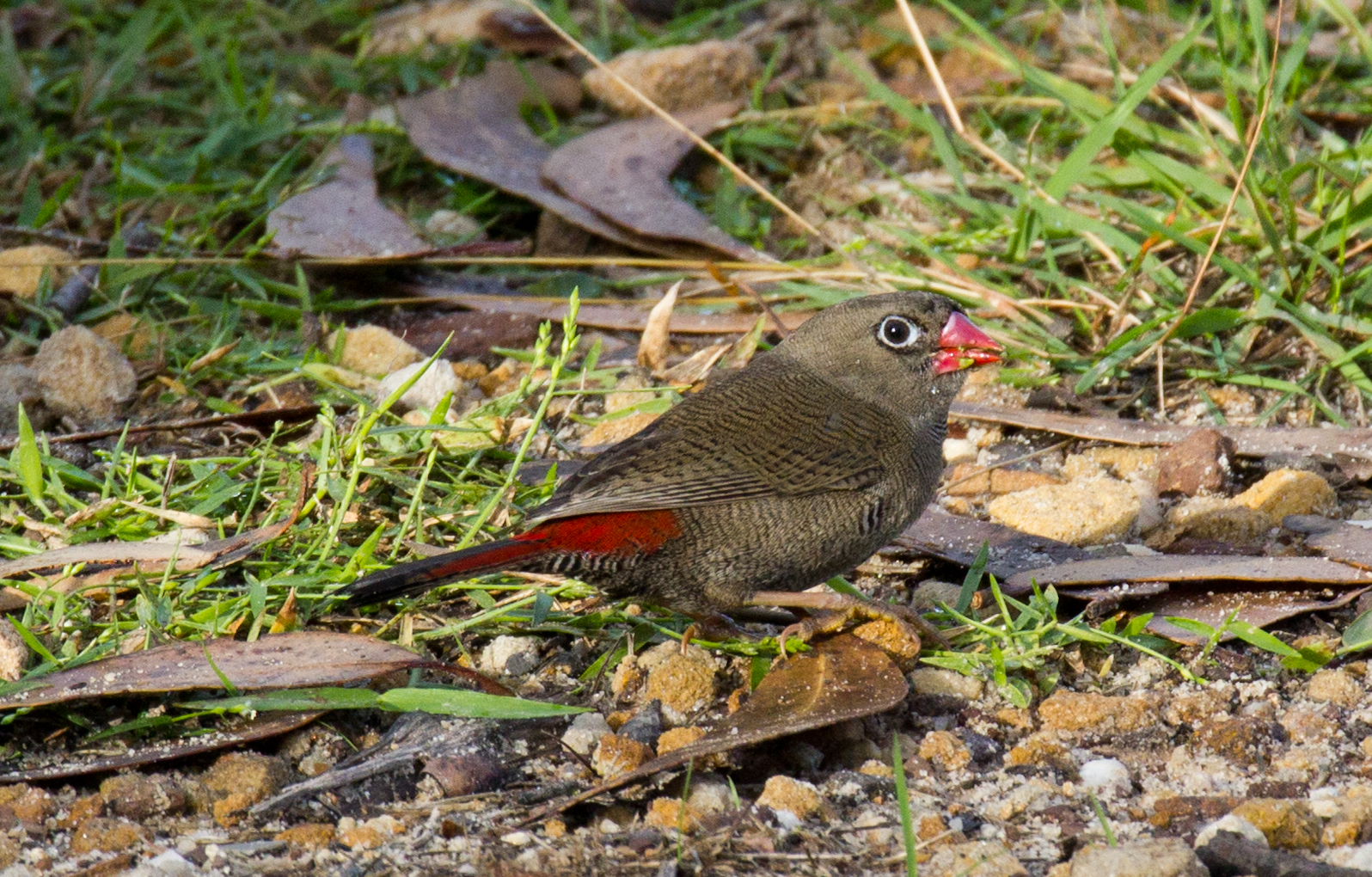 Beautiful Firetail
