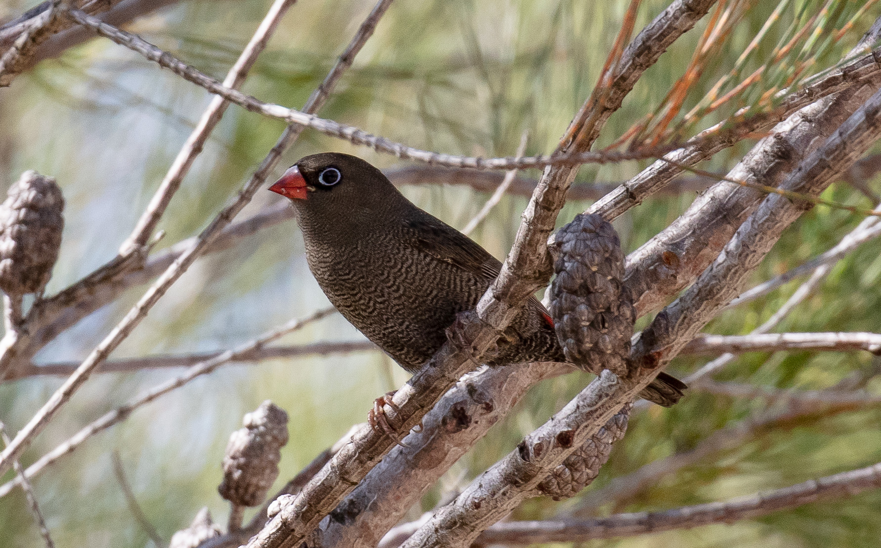 Beautiful Firetail