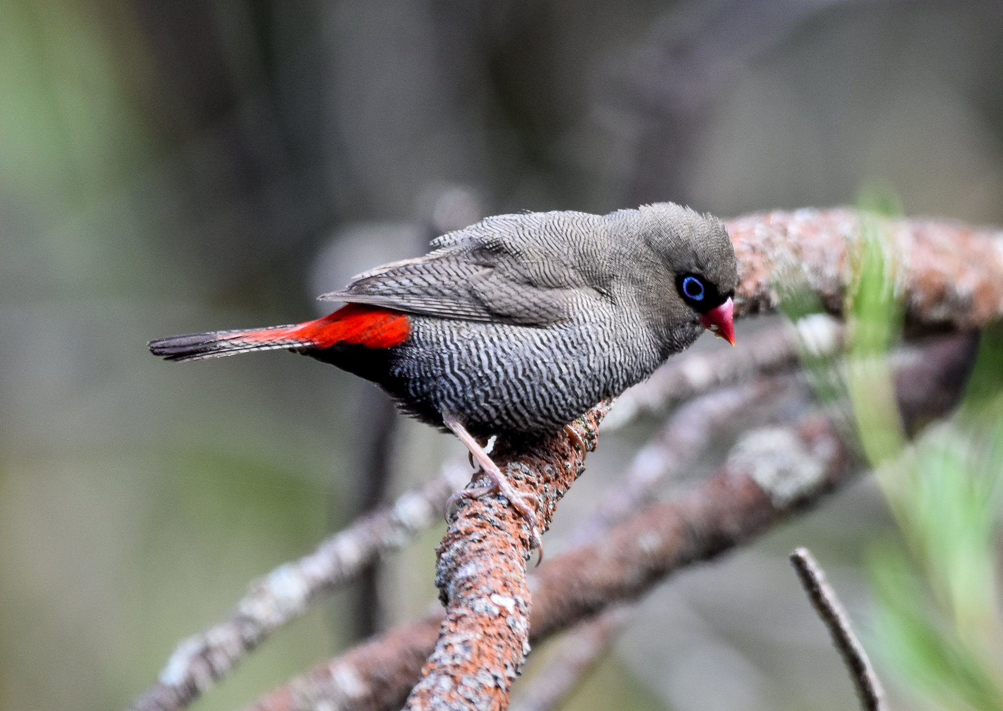 Beautiful Firetail