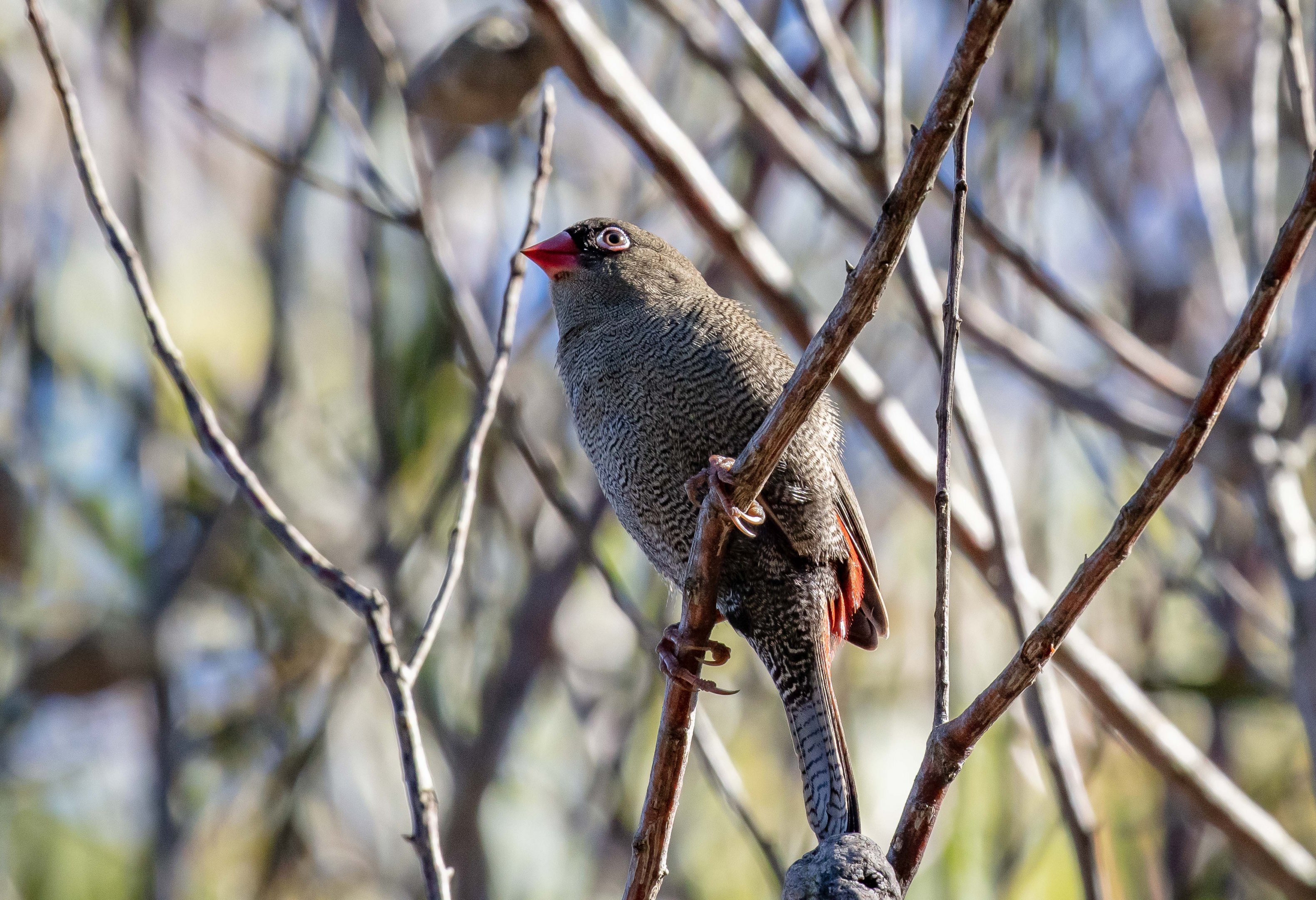 Beautiful Firetail