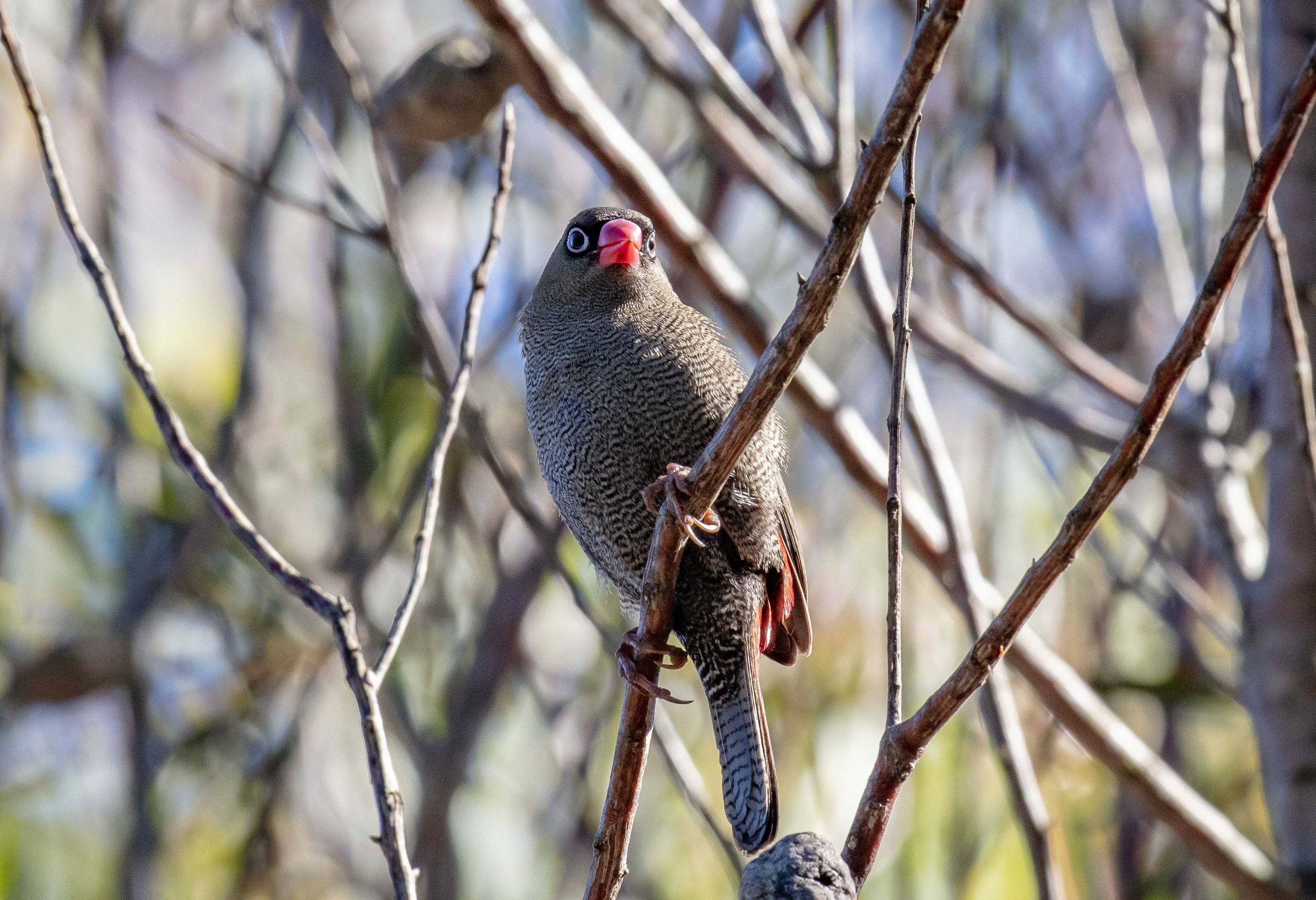 Beautiful Firetail
