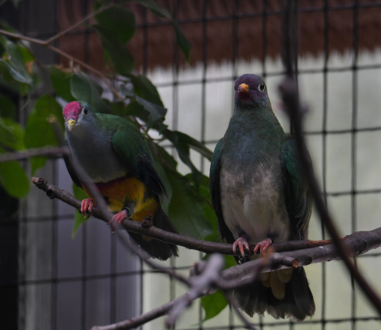 Beautiful fruit dove and Jambu fruit dove - Feathers & Scales