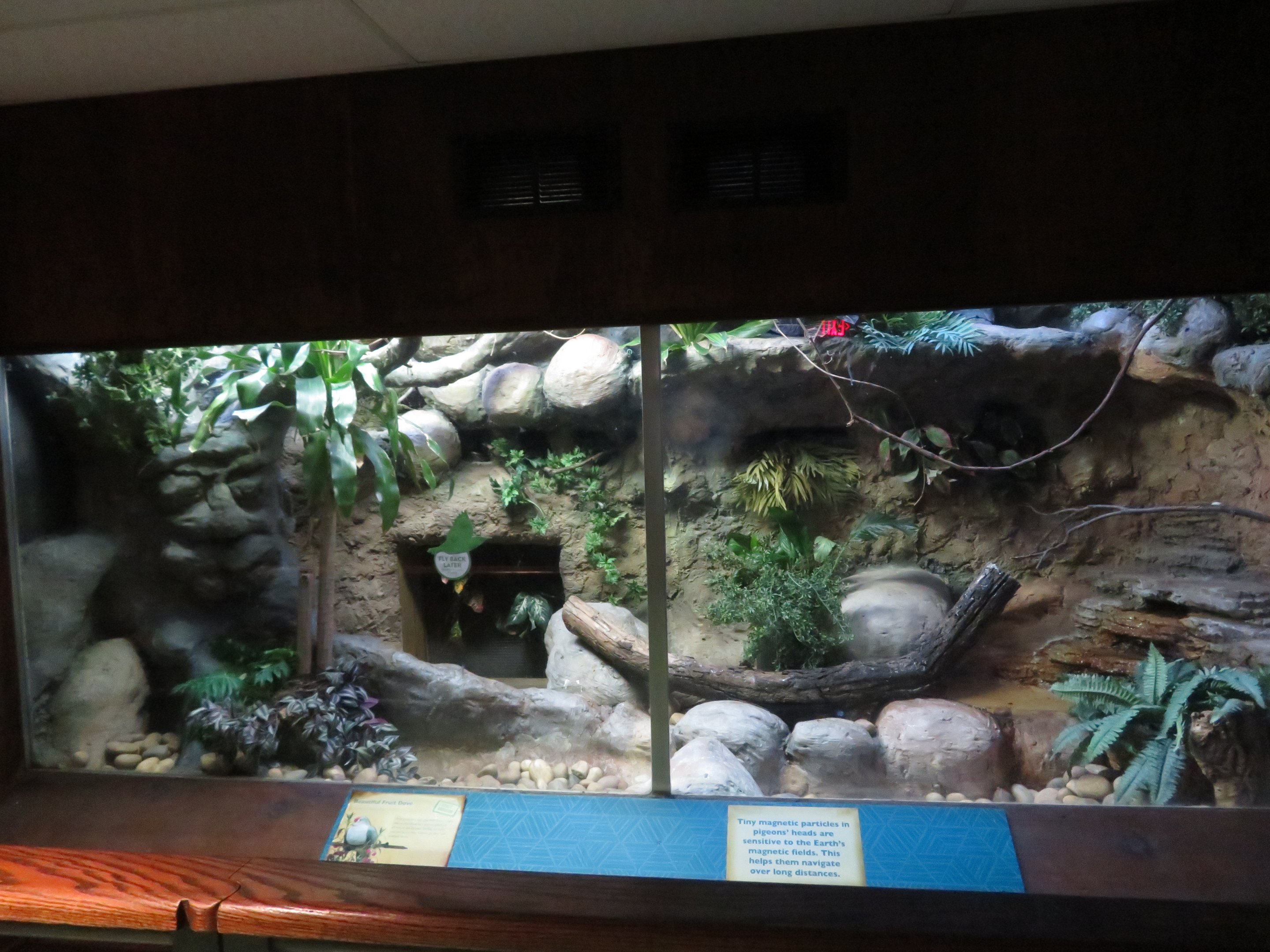 Beautiful Fruit Dove Exhibit