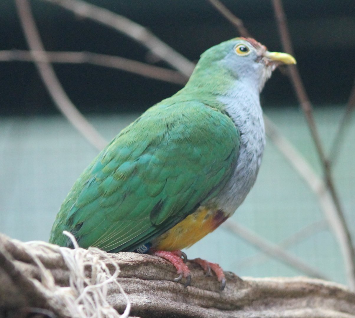 Beautiful fruit-dove - Ptilinophus pulchellus