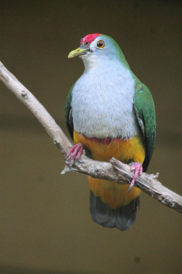Beautiful Fruit Dove (Ptilinopus pulchellus)