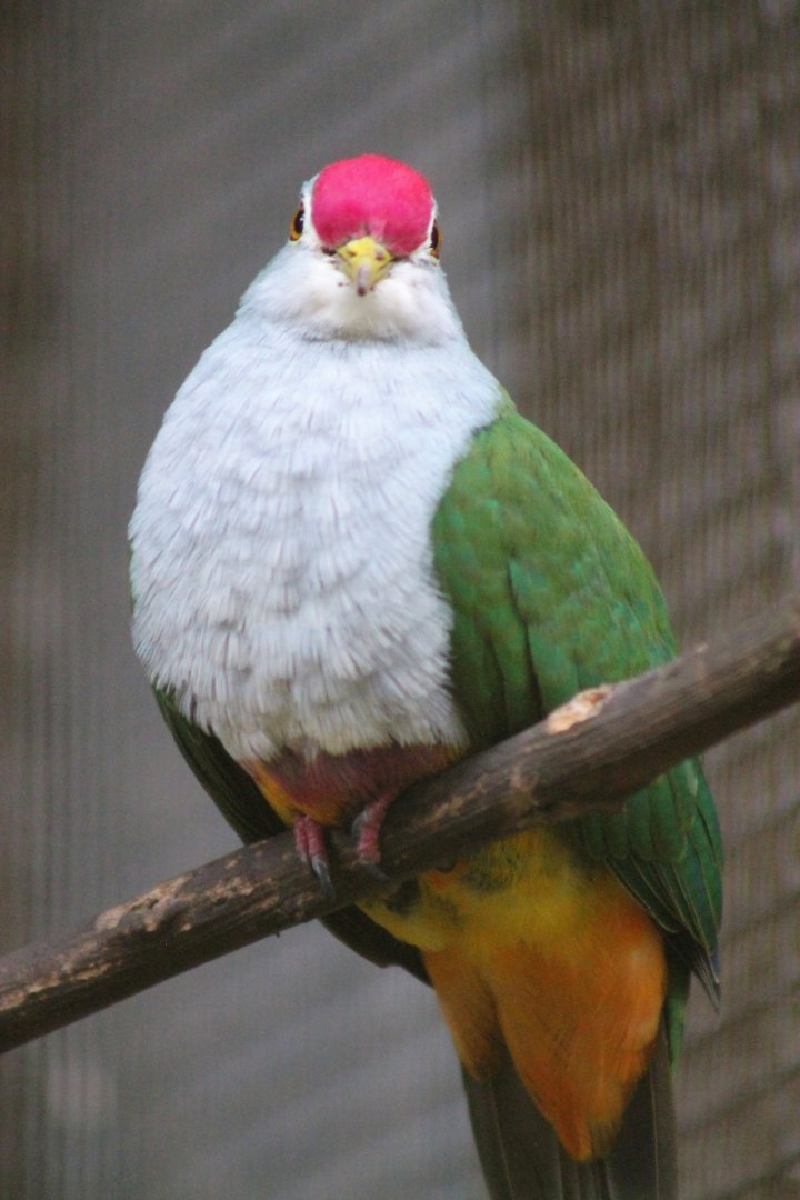 Beautiful Fruit Dove (Ptilinopus pulchellus)
