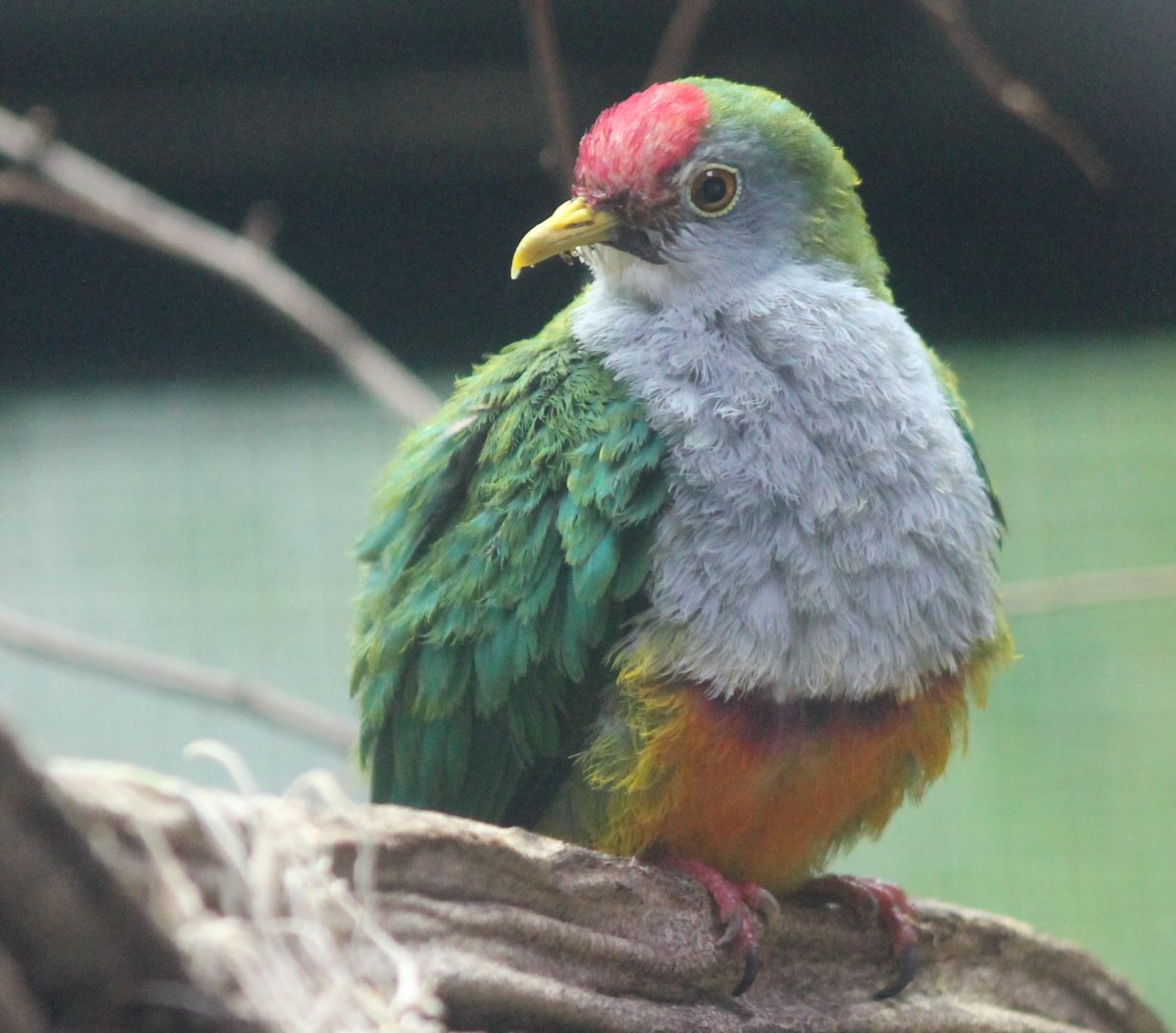 Beautiful fruit-dove - Ptilinopus pulchellus