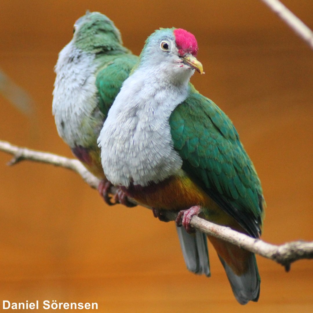 Beautiful fruit dove (Ptilinopus pulchellus)