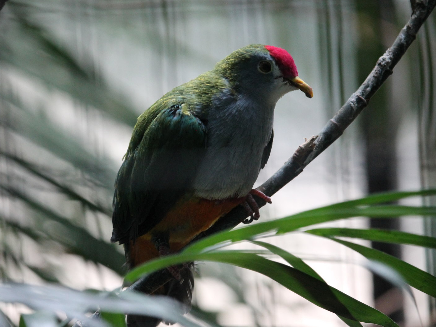 Beautiful Fruit Dove (Ptilinopus pulchellus)