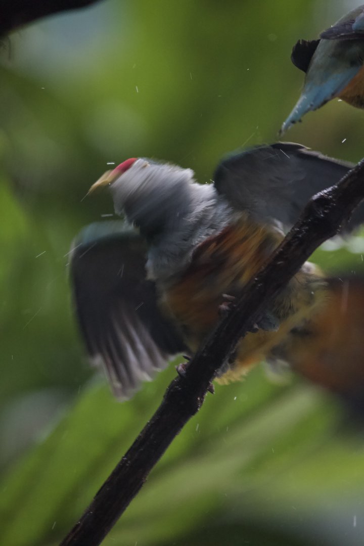 Beautiful Fruit Dove/ Ptilinopus pulchellus